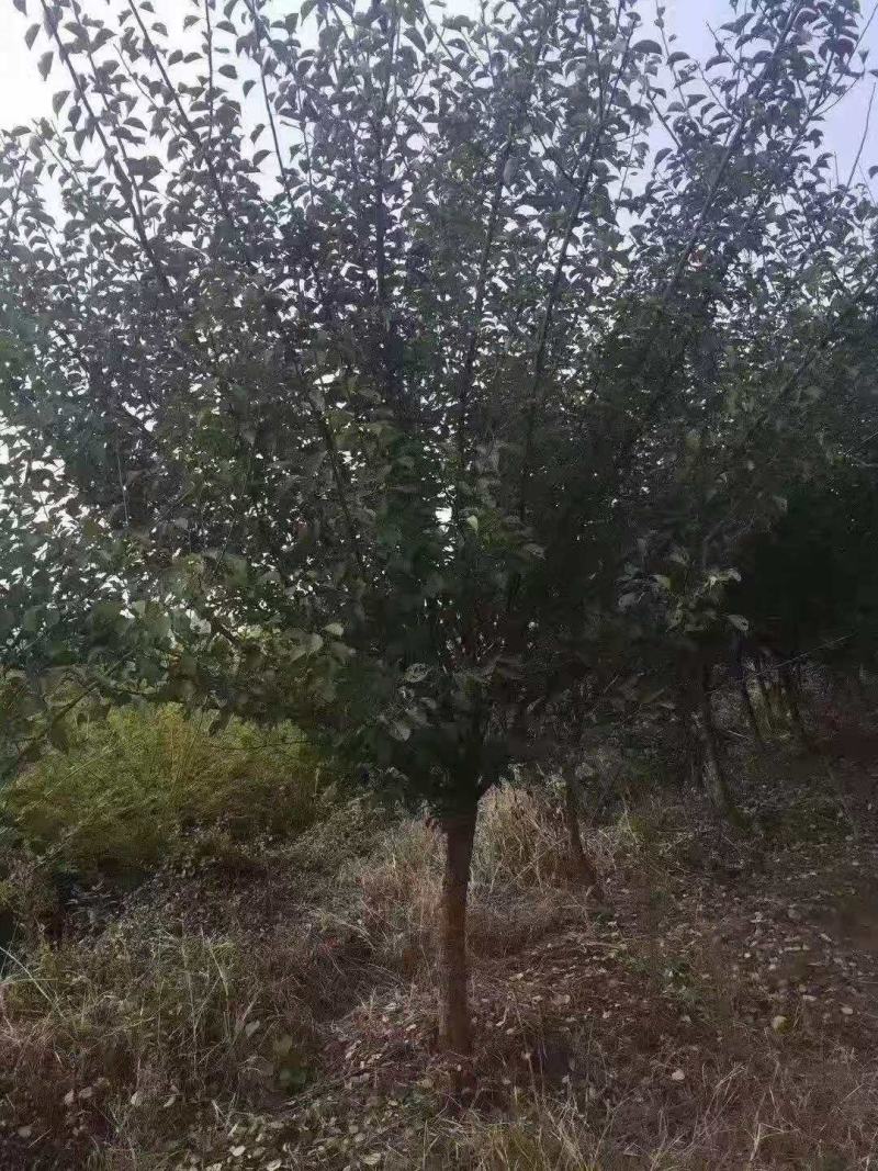 红梅/绿化苗木/乔灌木/花梅/红梅/林木种苗/原生态树苗
