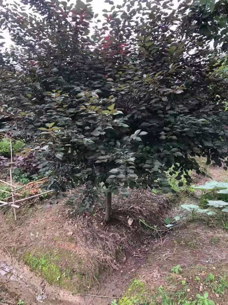 红梅/绿化苗木/乔灌木/花梅/红梅/林木种苗/原生态树苗
