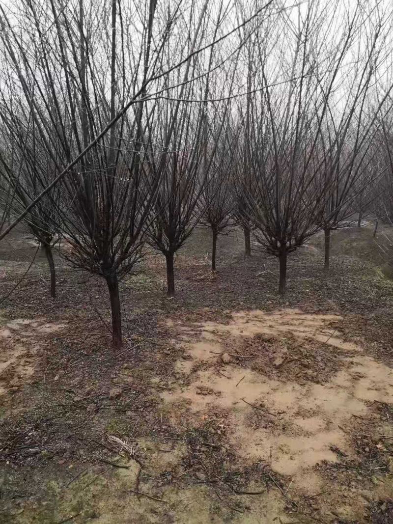 红梅/绿化苗木/乔灌木/花梅/红梅/林木种苗/原生态树苗