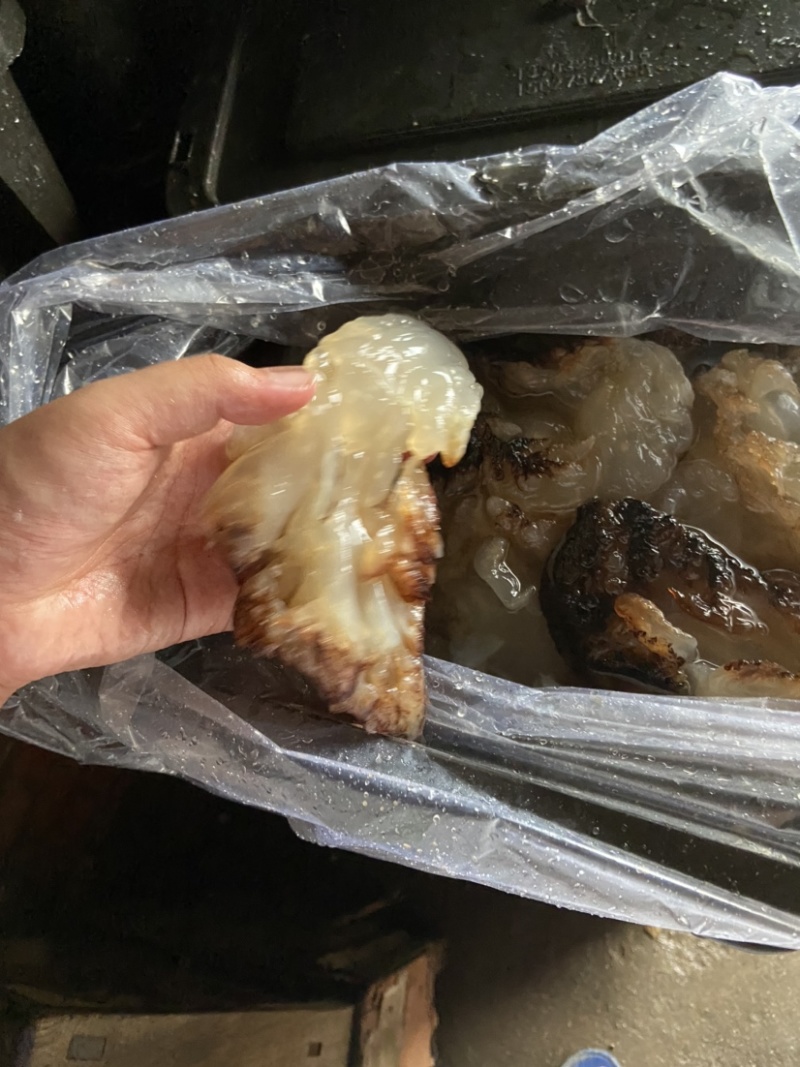 海蜇头，沙蛰头，批发酒店市场，各种价格质量得货都有