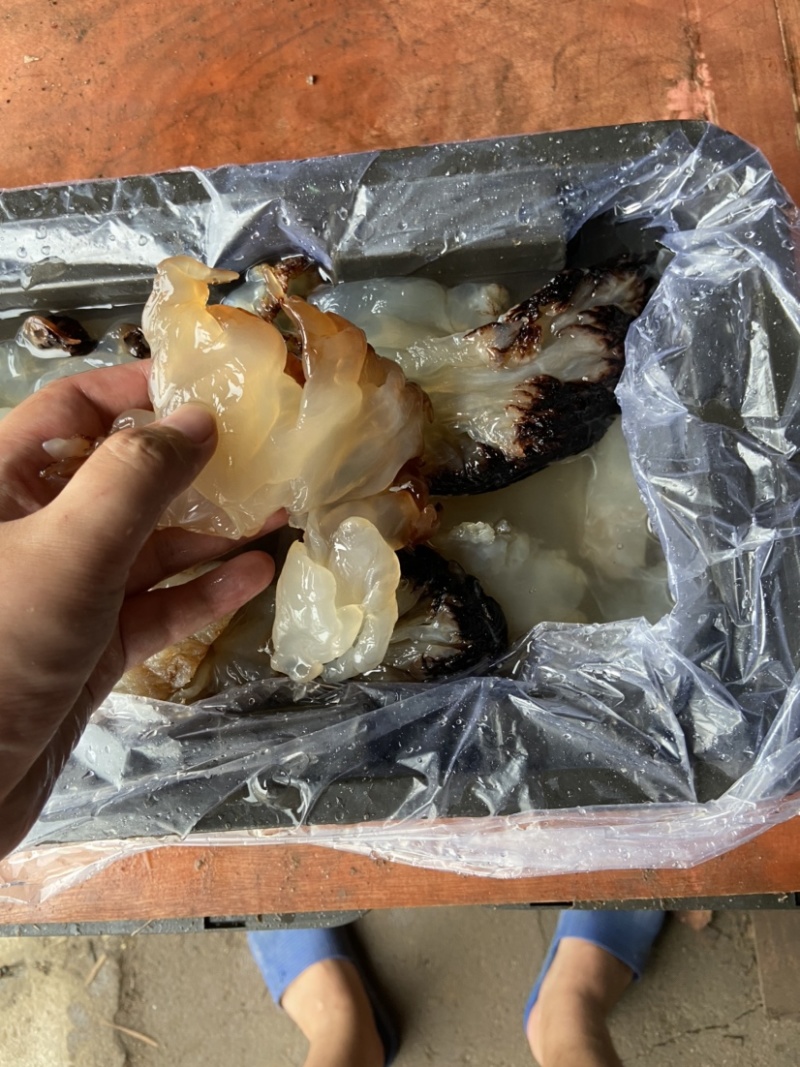 海蜇头，沙蛰头，批发酒店市场，各种价格质量得货都有