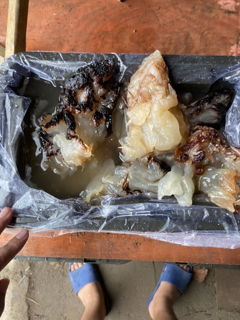 海蜇头，沙蛰头，批发酒店市场，各种价格质量得货都有
