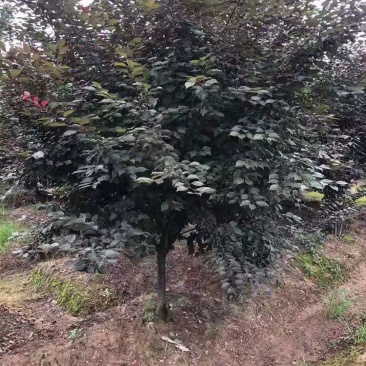 红梅/绿化苗木/乔灌木/花梅/红梅/原生态树苗/林木种苗