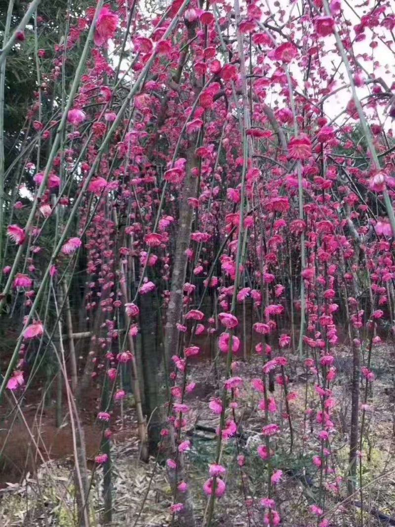 红梅/绿化苗木/乔灌木/花梅/绿化苗木/林木种苗