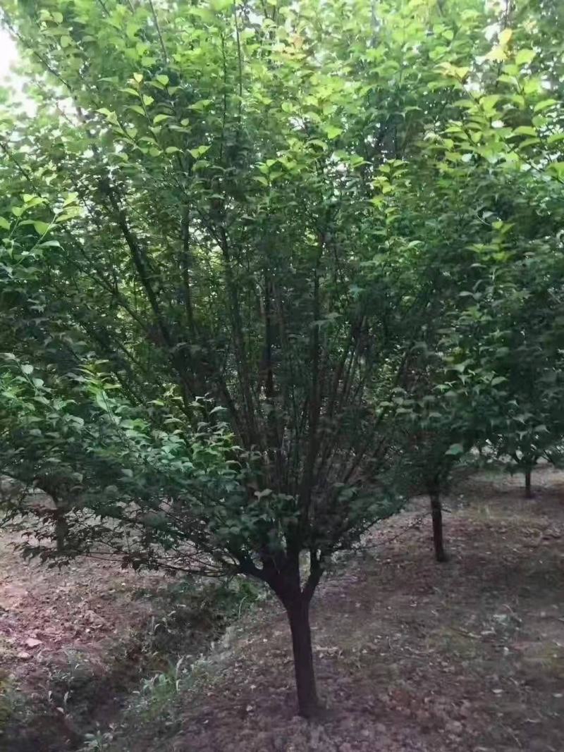 红梅/绿化苗木/乔灌木/花梅/林木树苗/原生态苗木