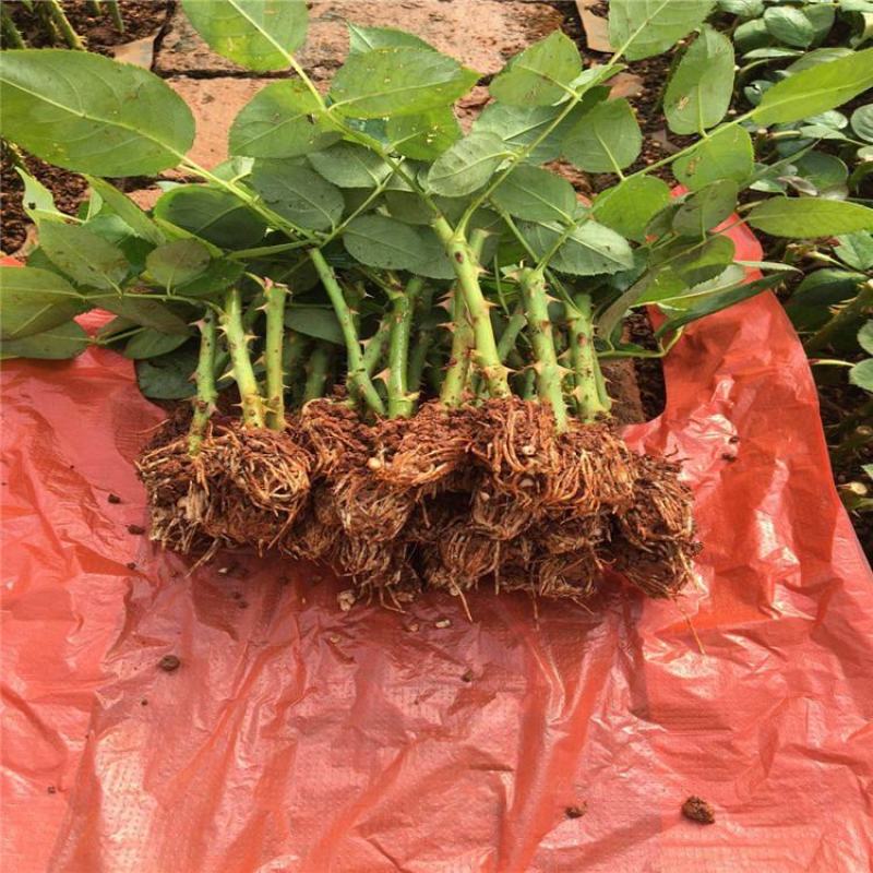 【四季玫瑰苗】昆明卡罗拉玫瑰月季花苗四季开花盆栽花苗