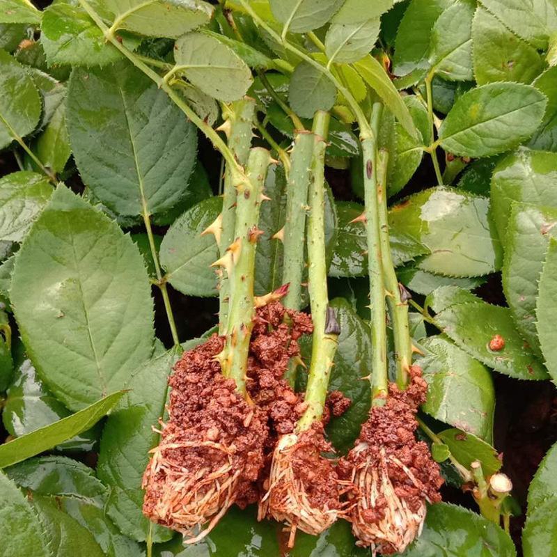 【四季玫瑰苗】昆明卡罗拉玫瑰月季花苗四季开花盆栽花苗