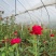 【四季玫瑰苗】昆明卡罗拉玫瑰月季花苗四季开花盆栽花苗