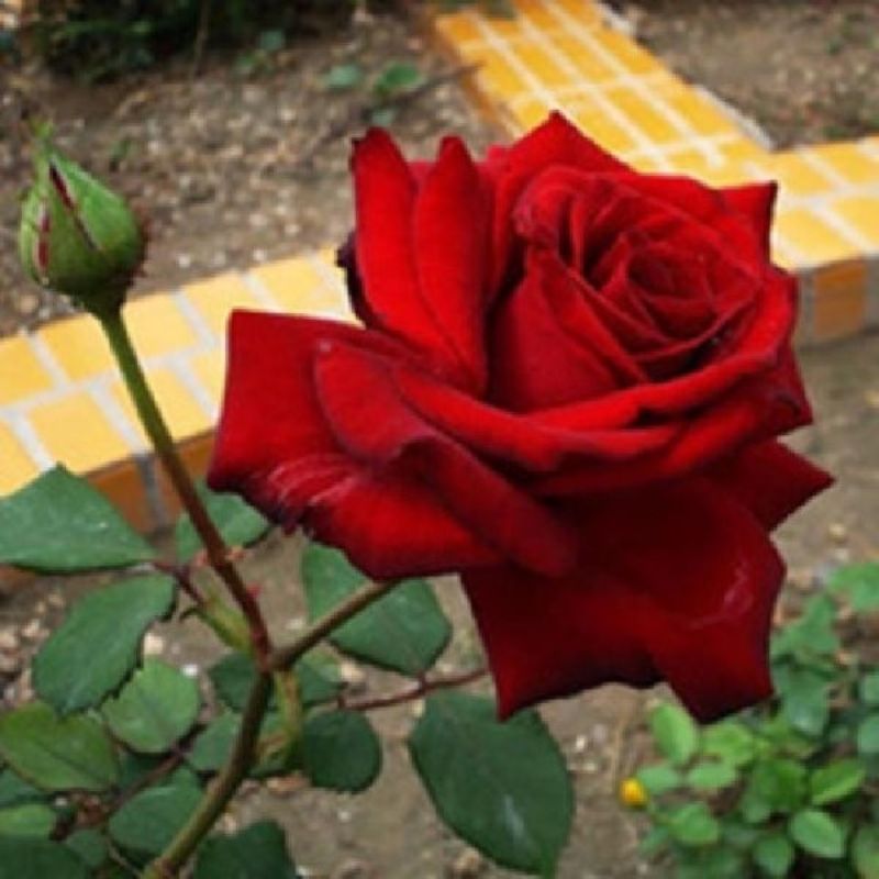 【四季玫瑰苗】昆明卡罗拉玫瑰月季花苗四季开花盆栽花苗