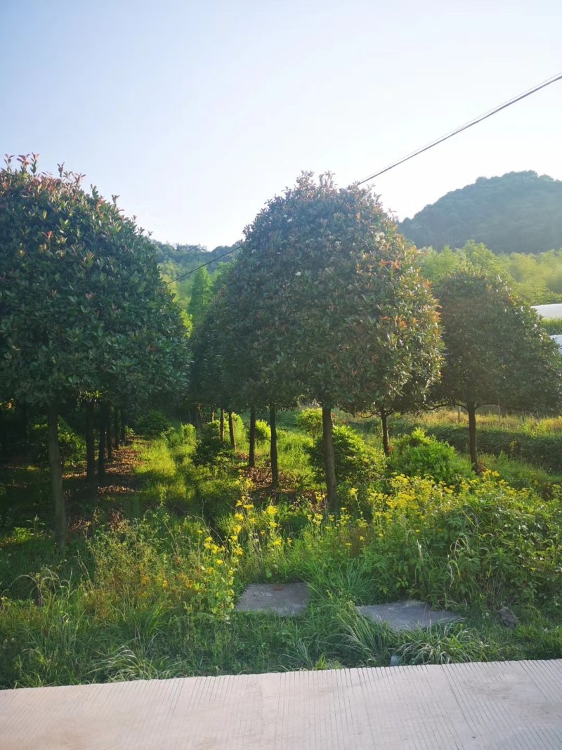 容器桂花树D径15一18公分，大量供应，欢迎订购