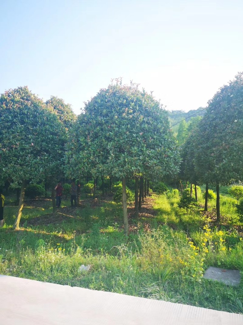 容器桂花树D径15一18公分，大量供应，欢迎订购