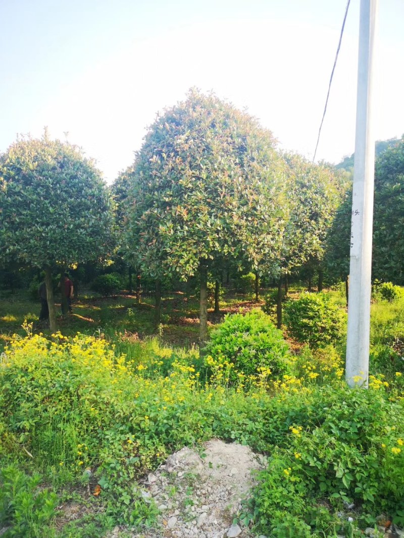 容器桂花树D径15一18公分，大量供应，欢迎订购