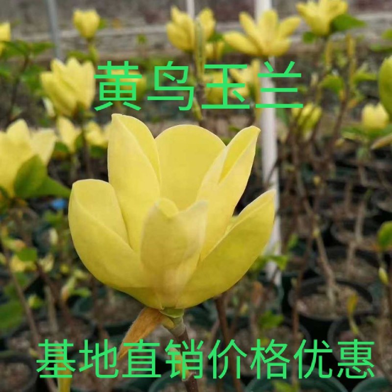 正宗黄鸟玉兰黄玉兰观赏树金黄玉兰树苗嫁接玉兰盆栽批发价
