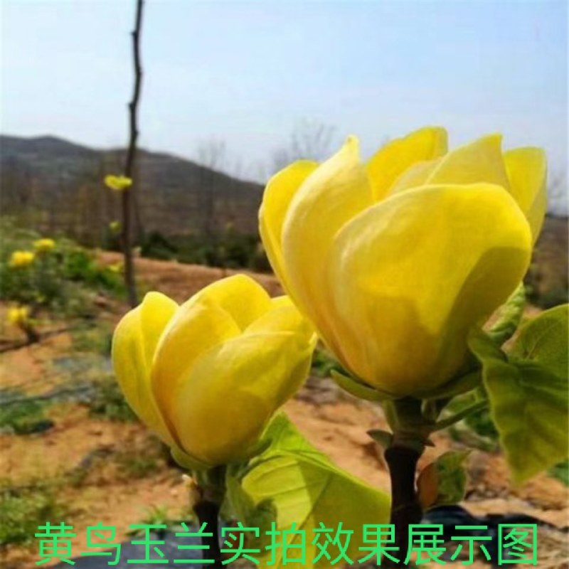正宗黄鸟玉兰黄玉兰观赏树金黄玉兰树苗嫁接玉兰盆栽批发价