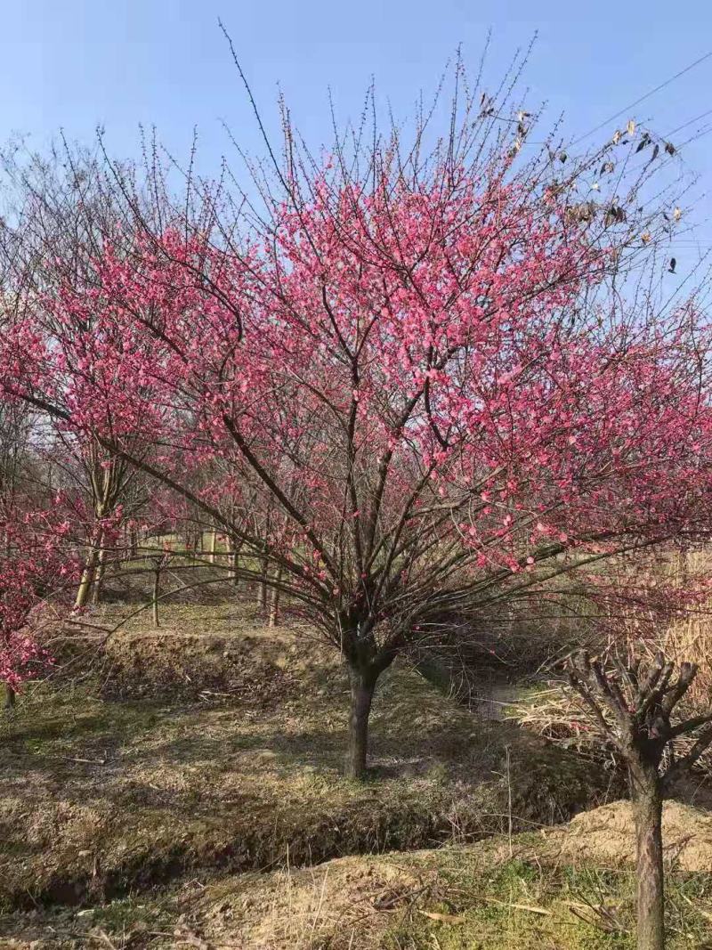 红梅/绿化苗木/乔灌木/花梅/原生态树苗/树苗林木