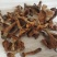 湖北黄丝菌，鸡油菌，筛过纯野生干品和鲜货