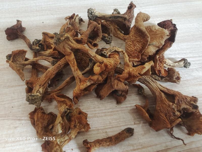 湖北黄丝菌，鸡油菌，筛过纯野生干品和鲜货