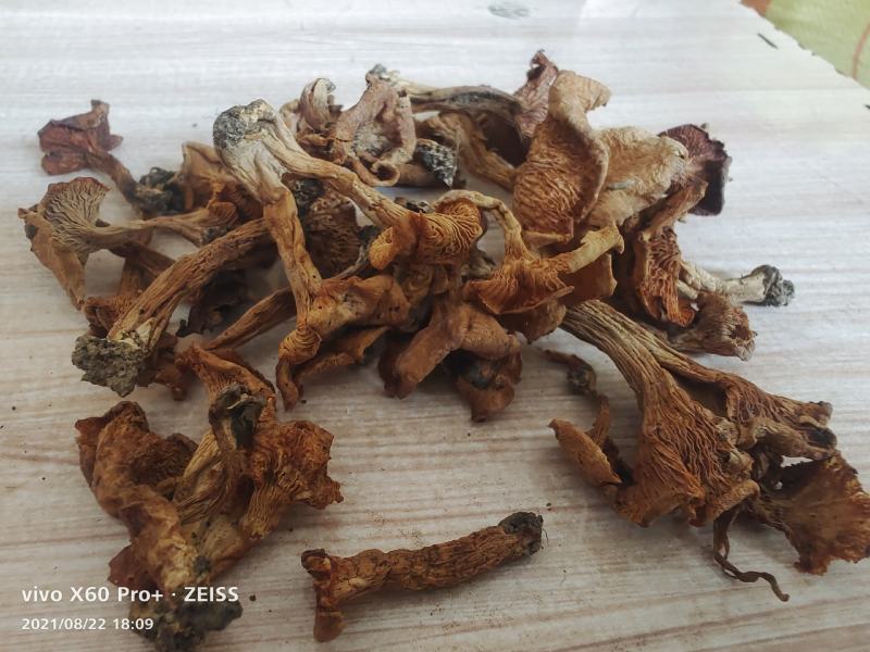 湖北黄丝菌，鸡油菌，筛过纯野生干品和鲜货