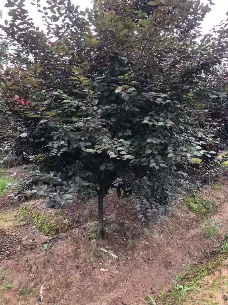 红梅/花梅/林木种苗/绿化苗木/乔灌木/原生态树苗/林木