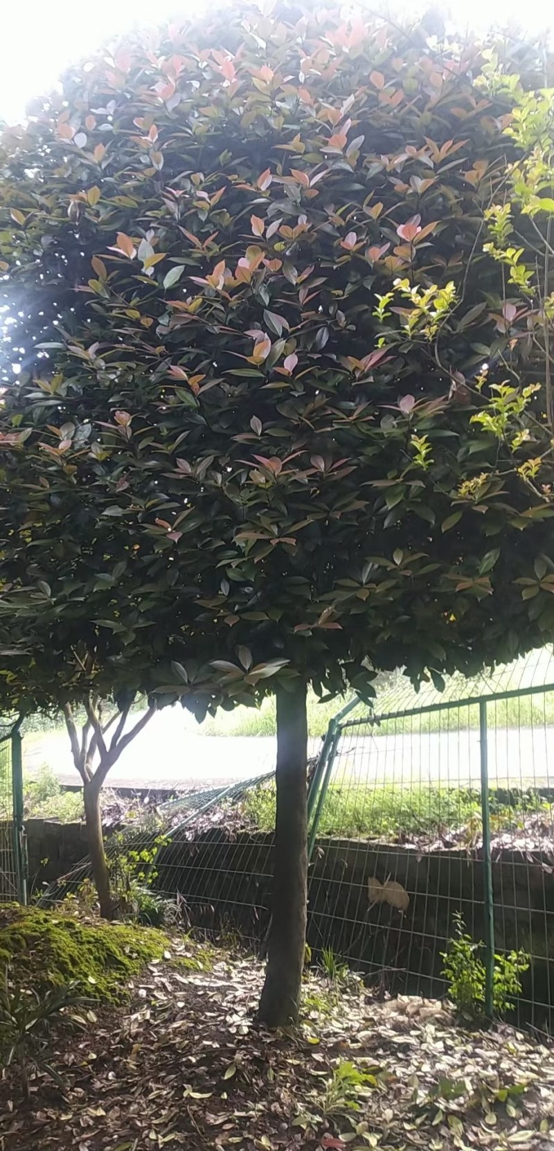 红叶石楠树精修树型各种规格大量供应，欢迎订购