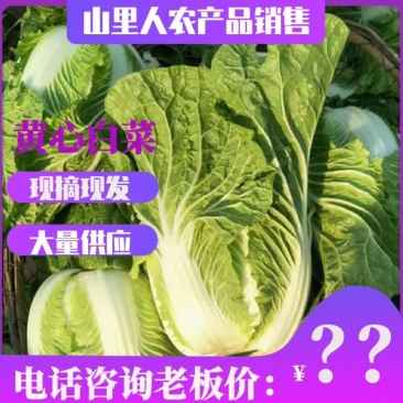 黄心大白菜已掉价