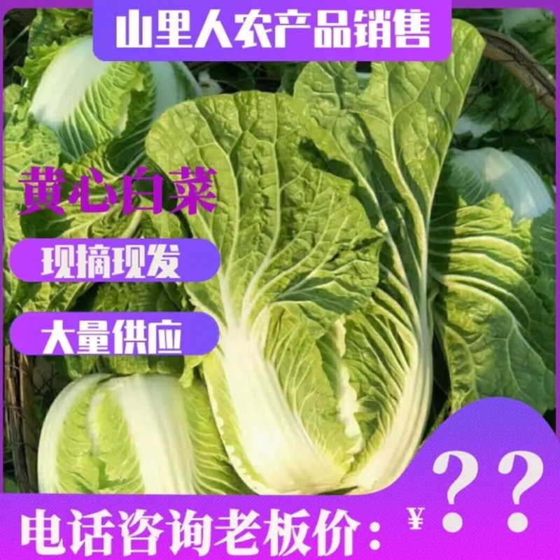 黄心大白菜已掉价