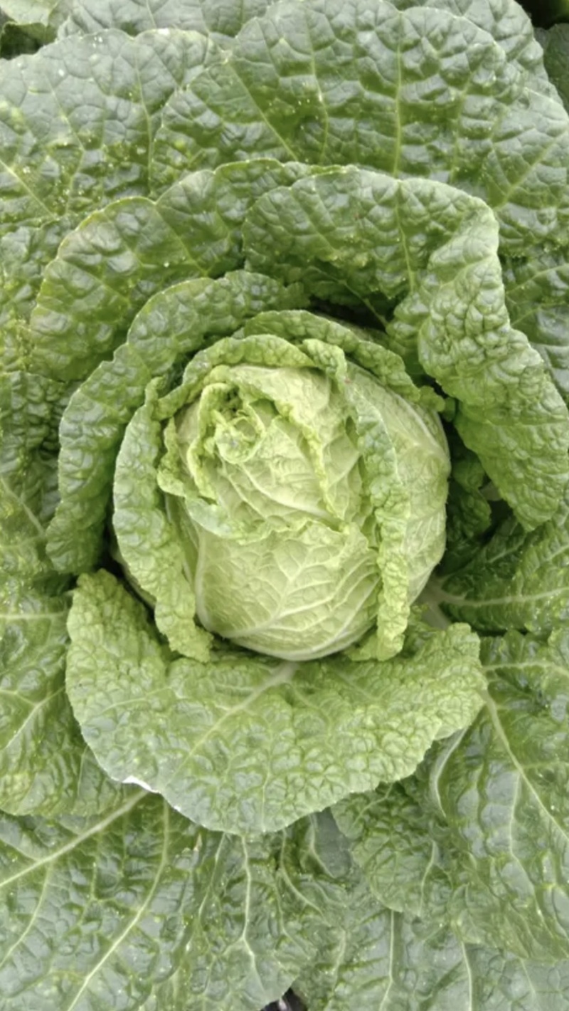 黄心大白菜已掉价
