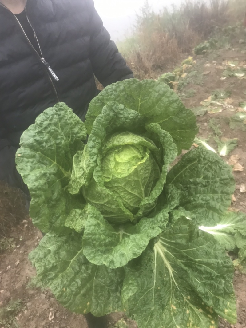 黄心大白菜已掉价