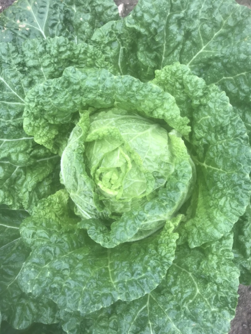 黄心大白菜已掉价