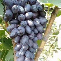 a17紫甜无核葡萄，超市直供，电商采购，市场批发。