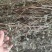 大别山野生冷背高含量中药材断血流灯笼草