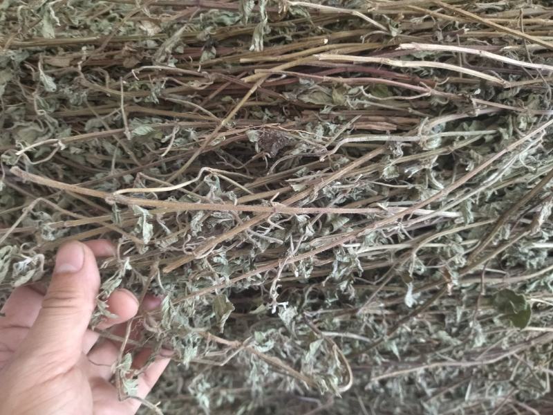大别山野生冷背高含量中药材断血流灯笼草