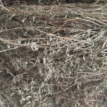 大别山野生冷背高含量中药材断血流灯笼草