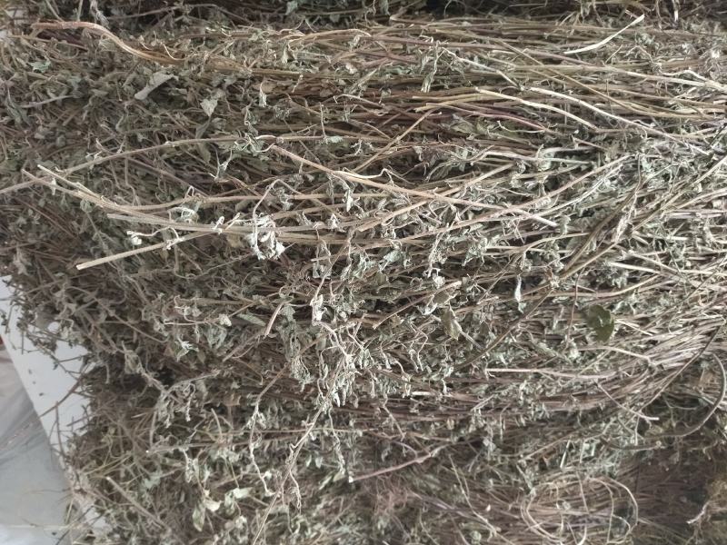 大别山野生冷背高含量中药材断血流灯笼草
