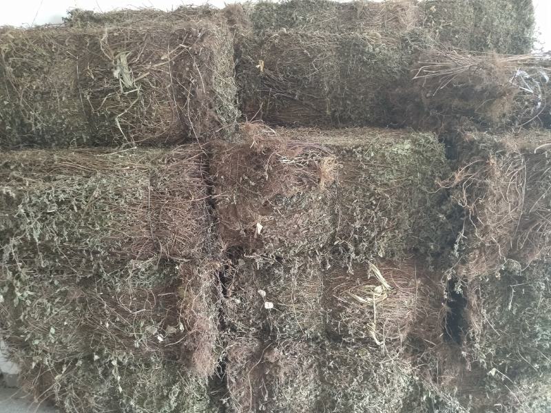 大别山野生冷背高含量中药材断血流灯笼草