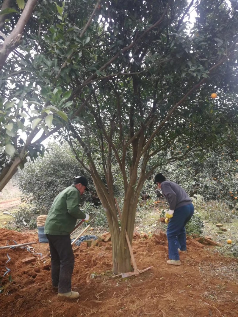 香泡树精品高杆香泡，丛生香泡和高杆香橼，丛生香橼大量供应
