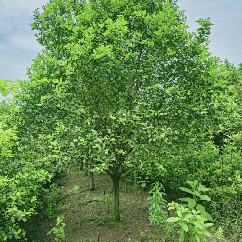 香泡树精品高杆香泡，丛生香泡和高杆香橼，丛生香橼大量供应