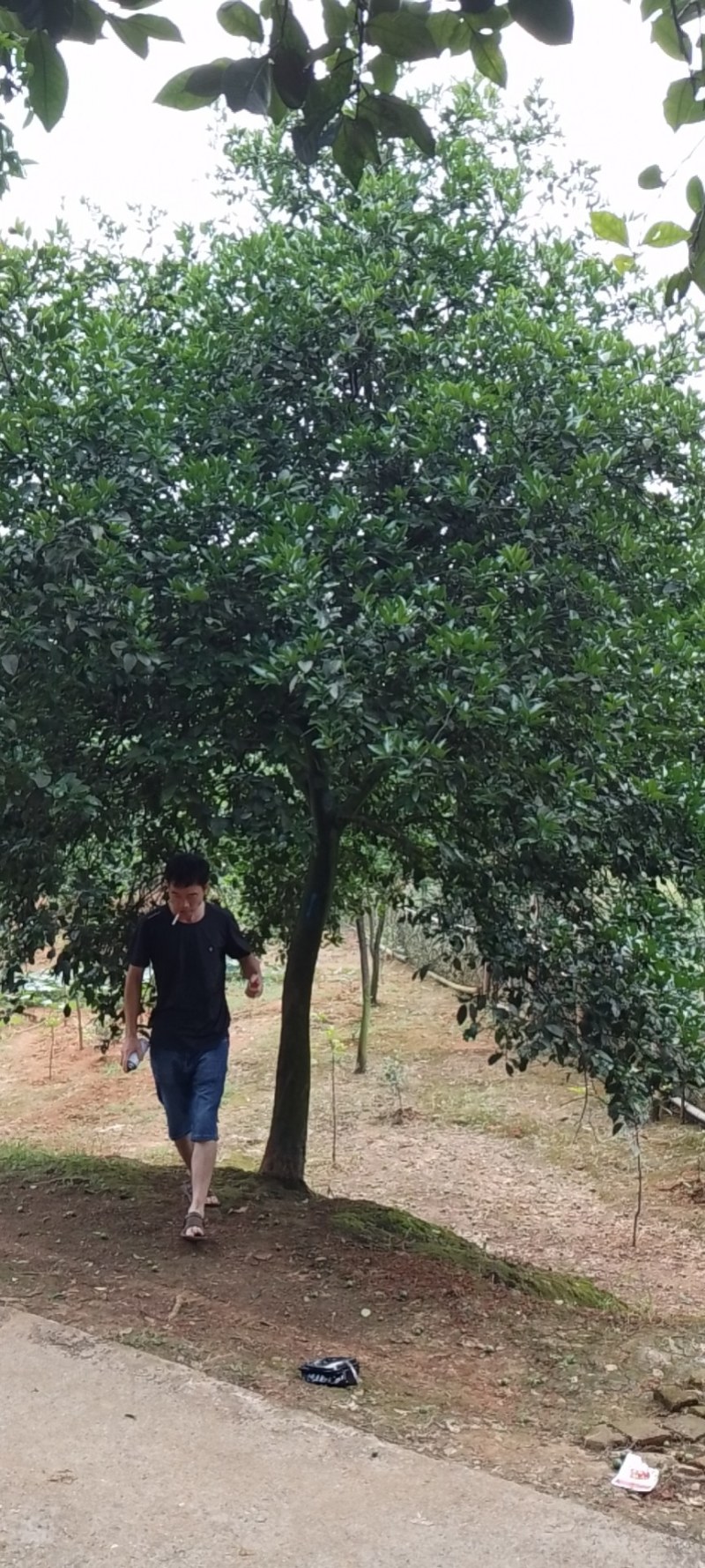 香泡树精品高杆香泡，丛生香泡和高杆香橼，丛生香橼大量供应
