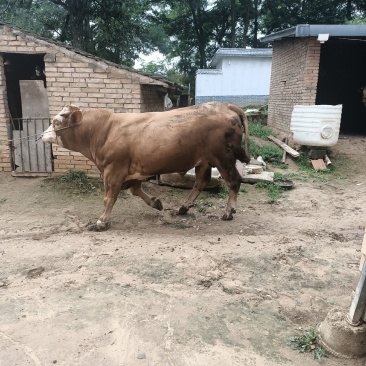 肉牛有需要的老板联系，货源充足品质保证，量大更优惠