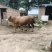 肉牛有需要的老板联系，货源充足品质保证，量大更优惠