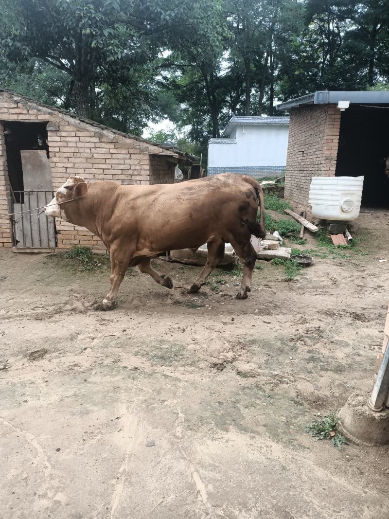 肉牛有需要的老板联系，货源充足品质保证，量大更优惠