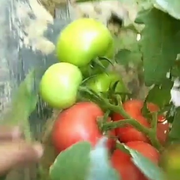 景泰陆地精西红柿大量上市前来采购收货
