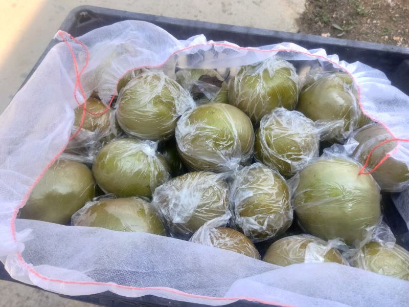 江苏晚秋黄梨，膜袋。纸袋耐存储。皮薄无渣，全国代发