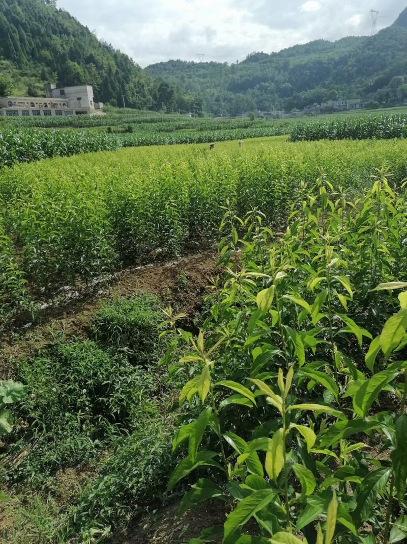 蜂糖李苗一代嫁接苗原生苗四月李原产地直发