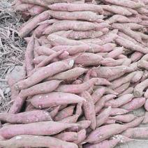 陕西省大荔县沙地板栗红薯有现货