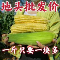 云南太阳花水果玉米一件，批发以及零售社区团购活动
