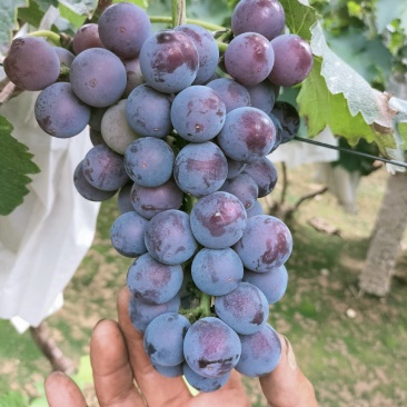 巨峰葡萄大量上市了