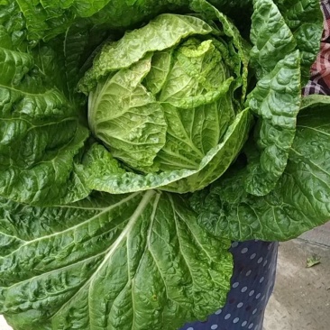 白菜黄心白菜地头批发菜