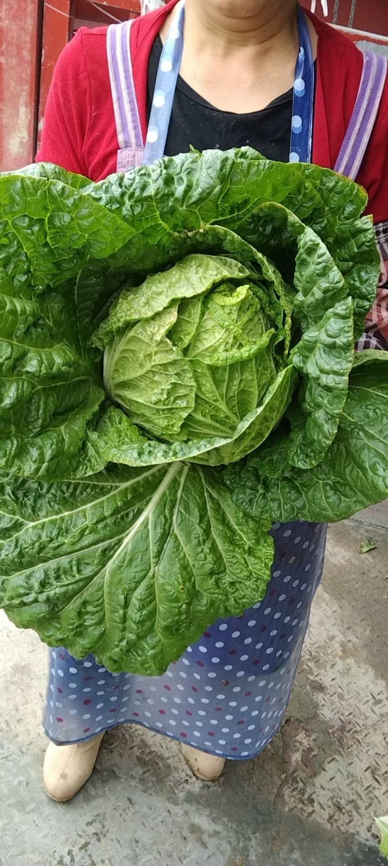 白菜黄心白菜地头批发菜