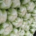 白菜黄心白菜地头批发菜